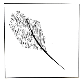 federleicht