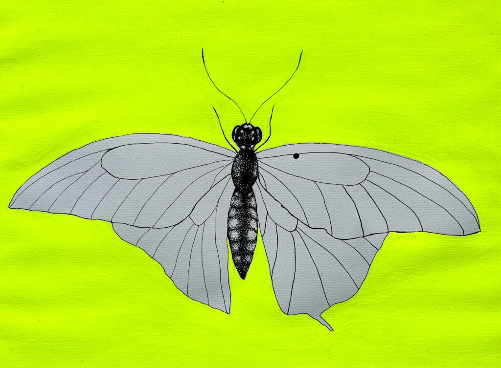 butterfly