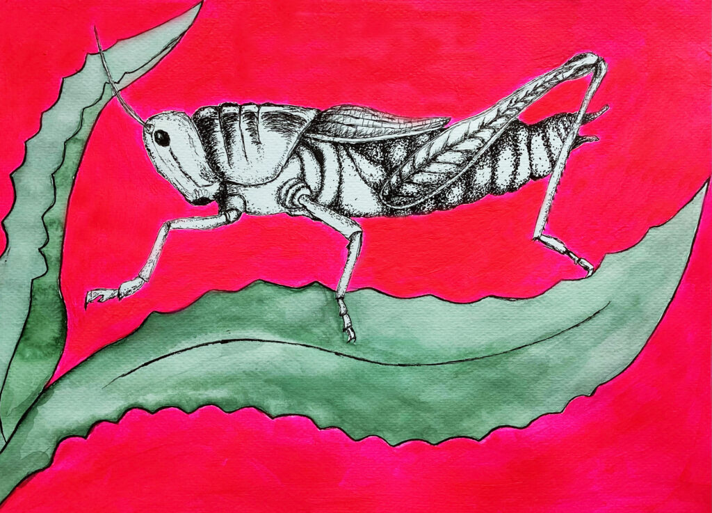 Grashüpfer