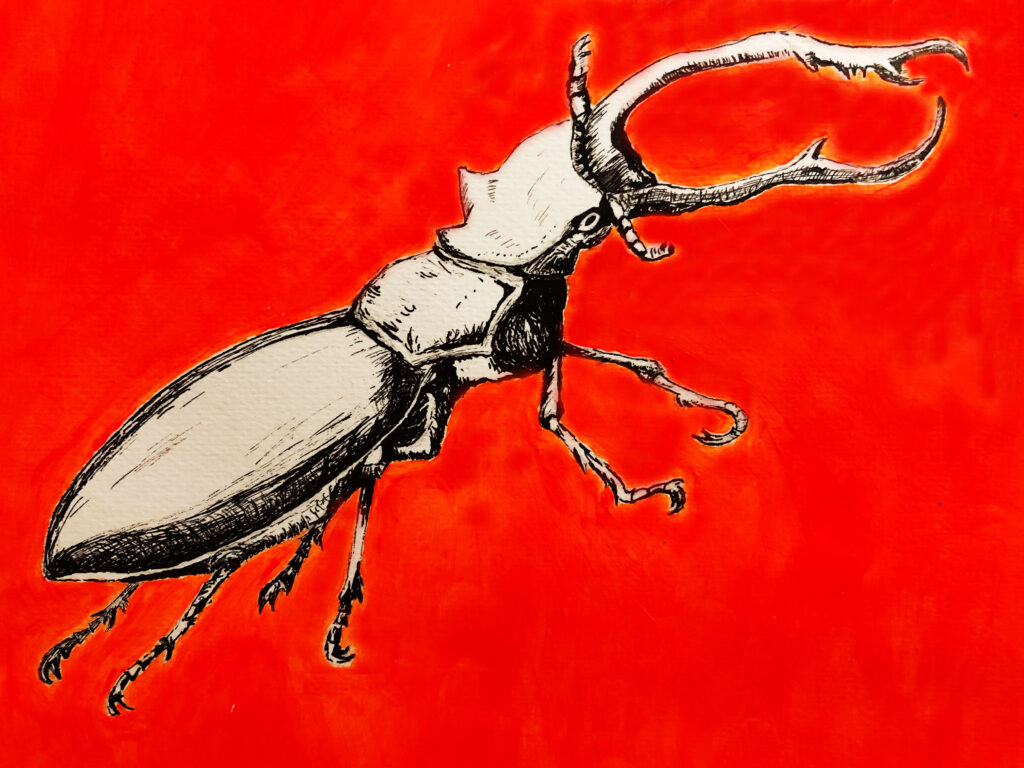 beetle