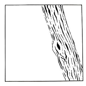 Baum